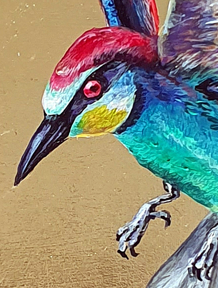 Rainbow Bee Eater Det1