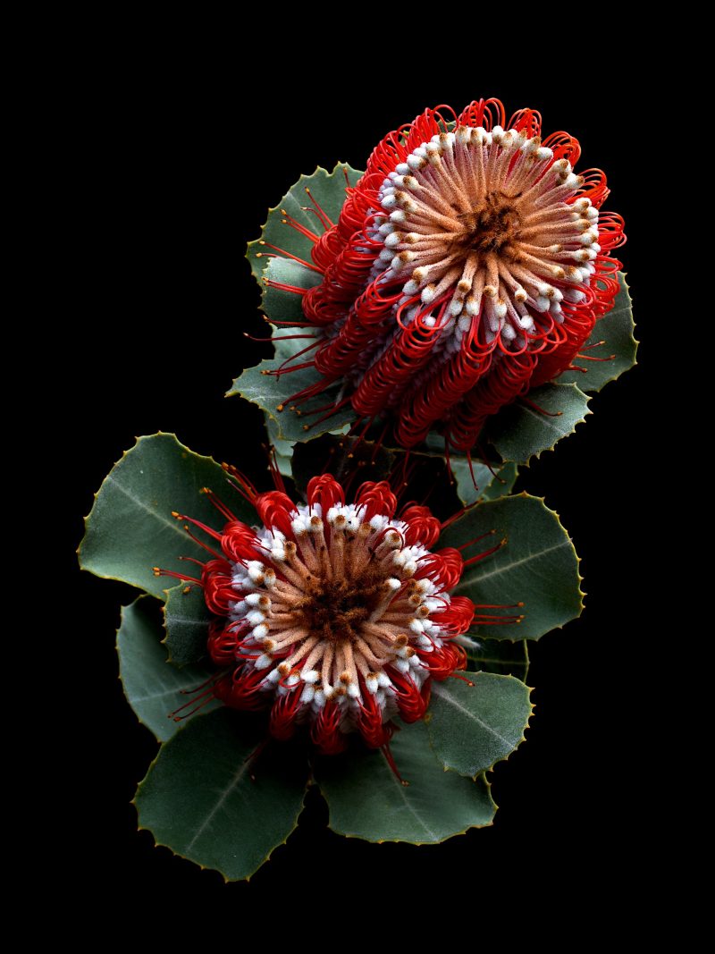 Banksia Coccinea Ltd Ed Print