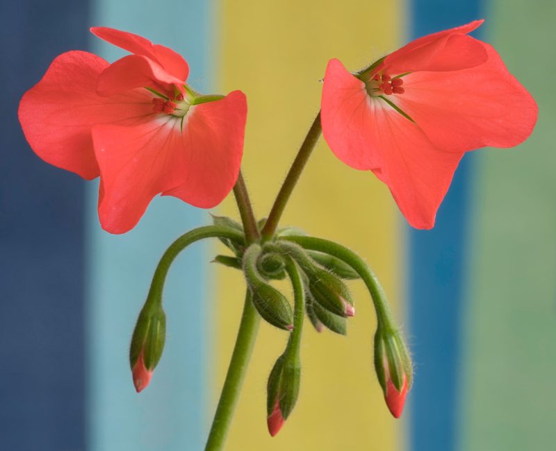 Freshest Buds & Blooms – Pelargonium No 1