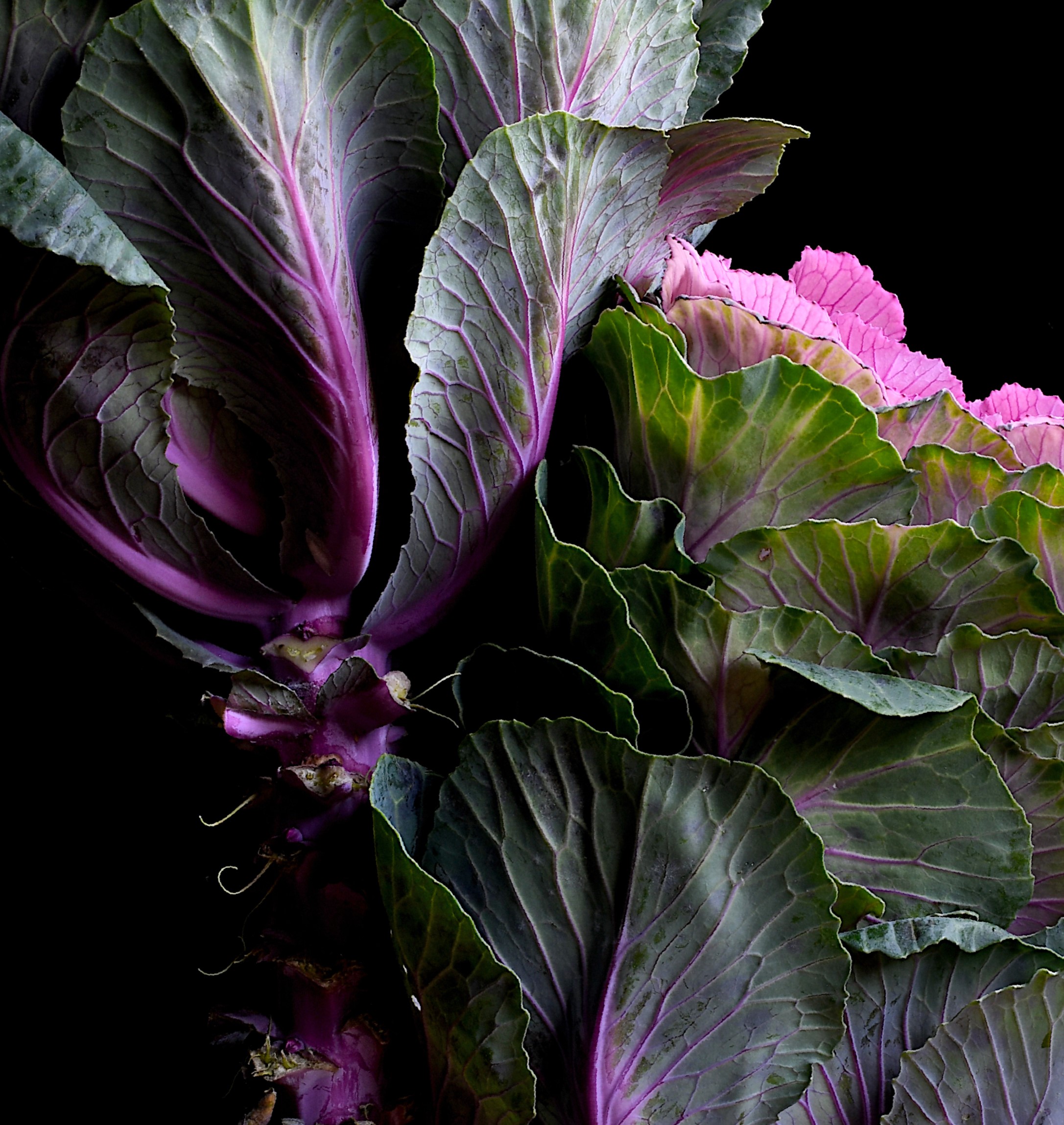 Ornamental Cabbage Kitchen Wall Art Food Still Life Artwork Dark Botanical Photography Print By Nadia Culph Crop