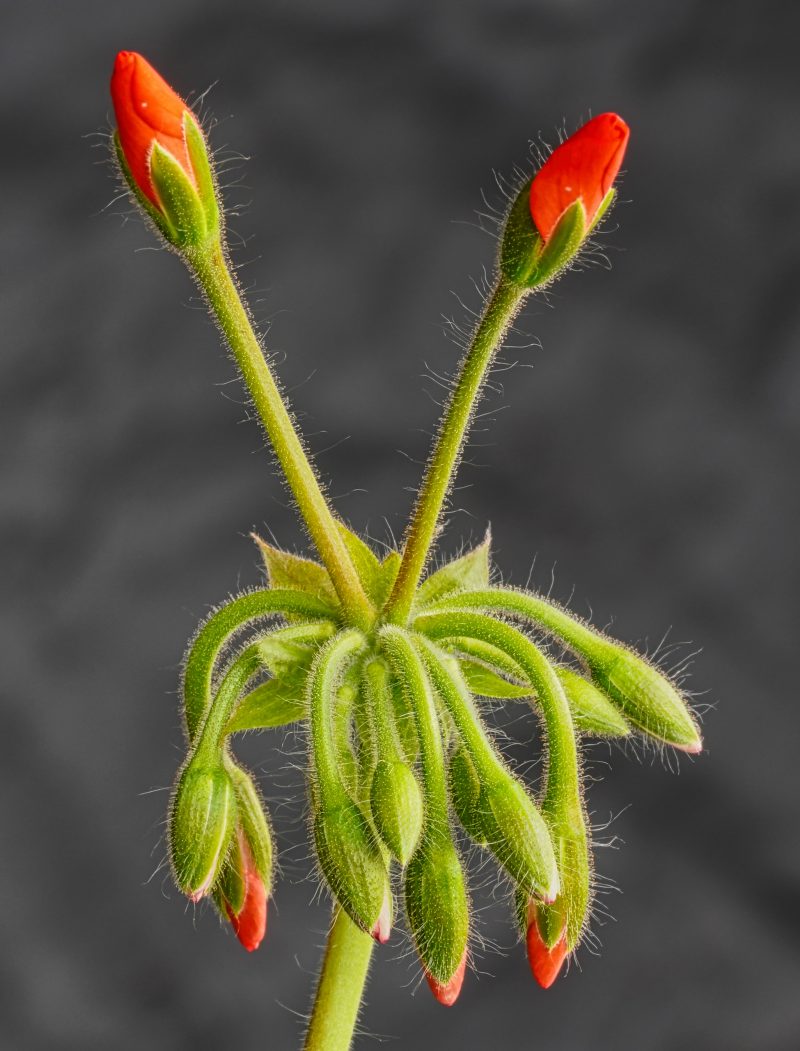 Freshest Buds & Blooms – Pelargonium No 2