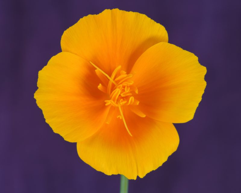 Freshest Buds & Blooms – Poppy on Purple with Pollen