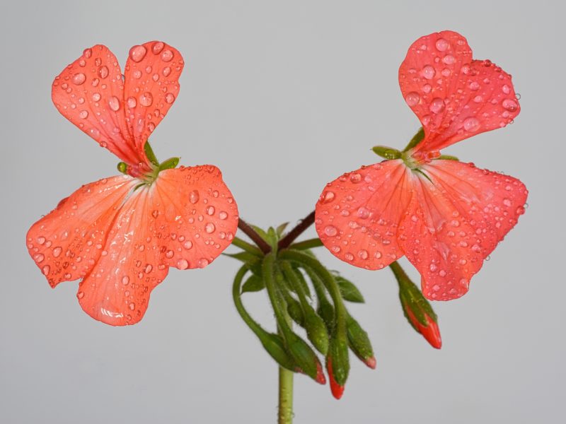 Freshest Buds & Blooms – Pelargonium No 3