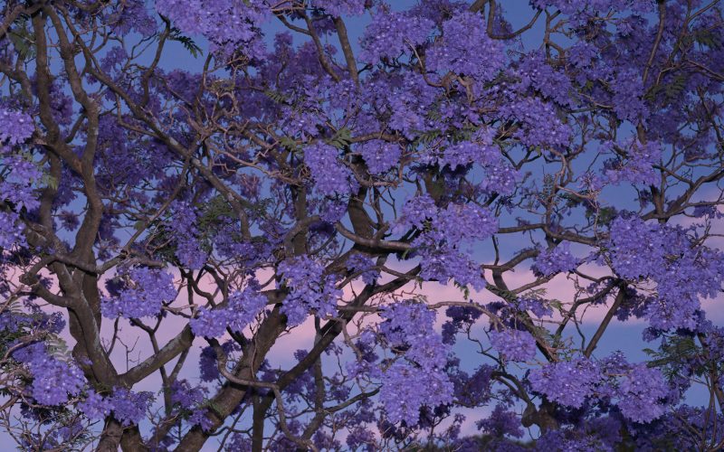 Sydney Sunset Jacarandas – No 1