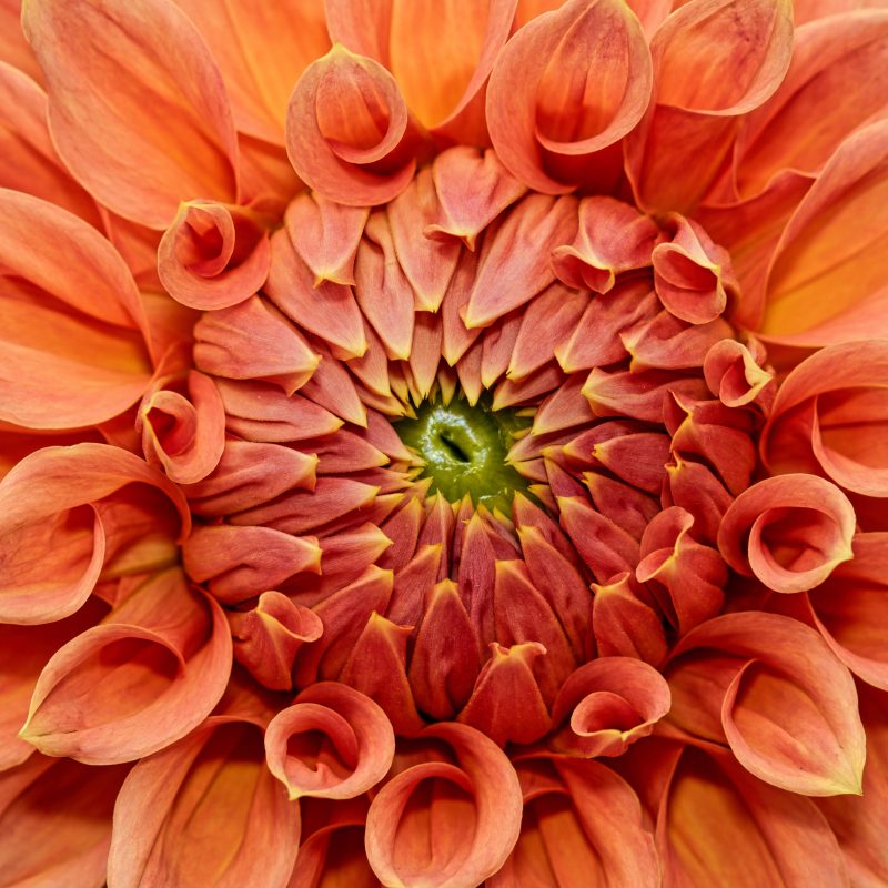 Detailed Dahlia – No 1