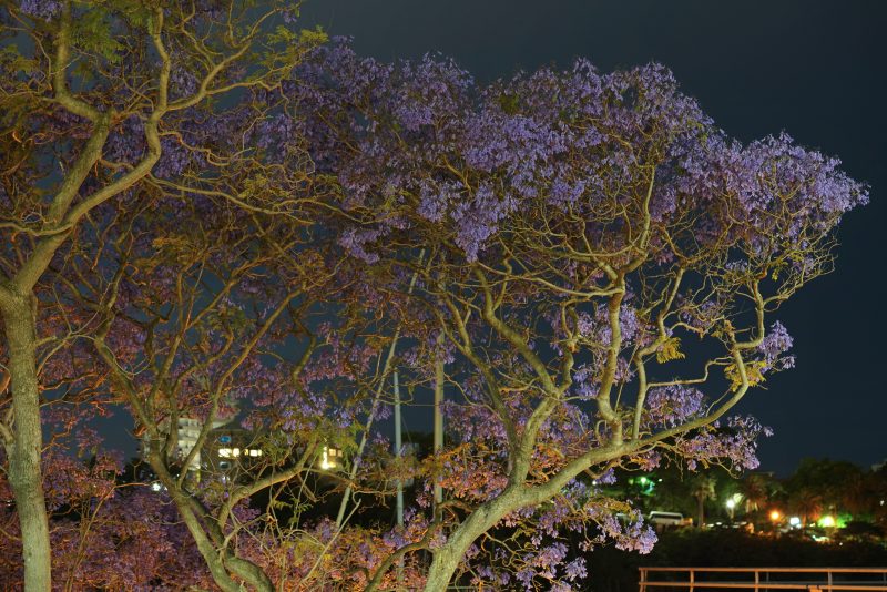 Sydney Night Jacarandas – No 1