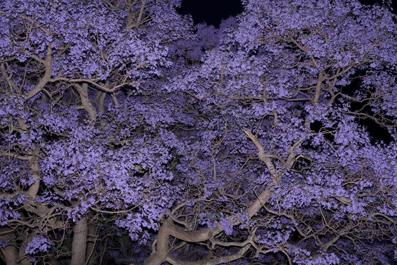 Sydney Night Jacarandas – No 2