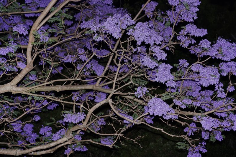 Sydney Night Jacarandas – No 3