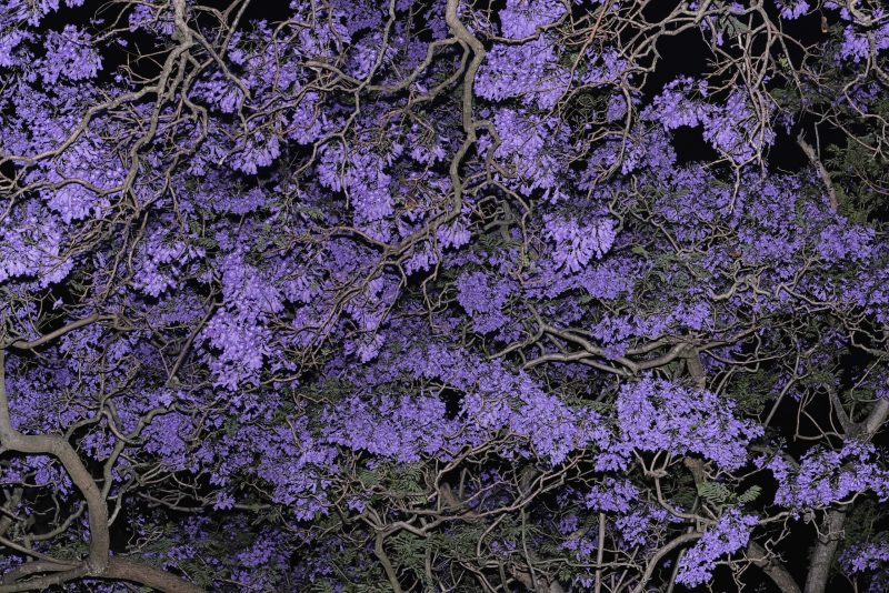 Sydney Night Jacarandas – No 4