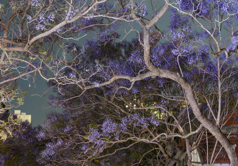 Sydney Night Jacarandas – No 5