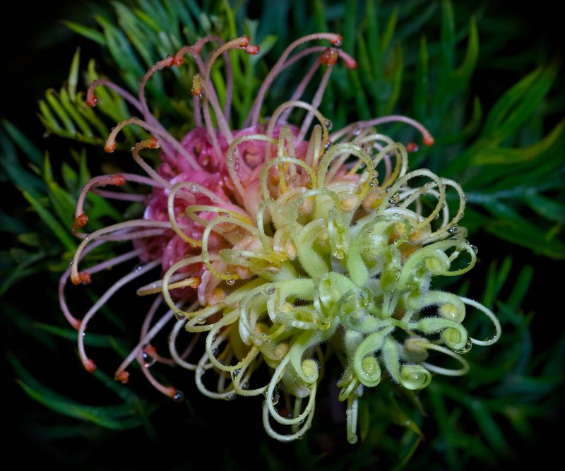 Rainy Night Grevillea – No 1