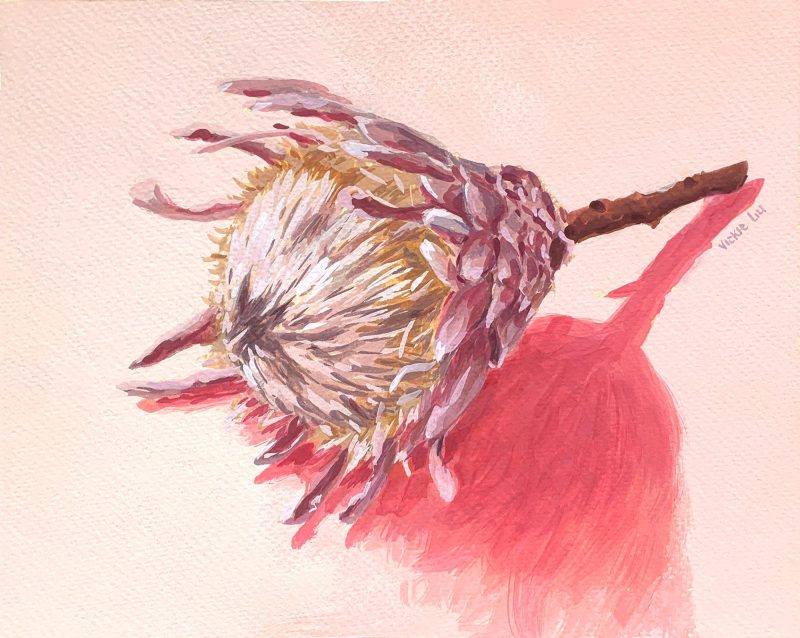 Dried King Protea on Pink Still Life