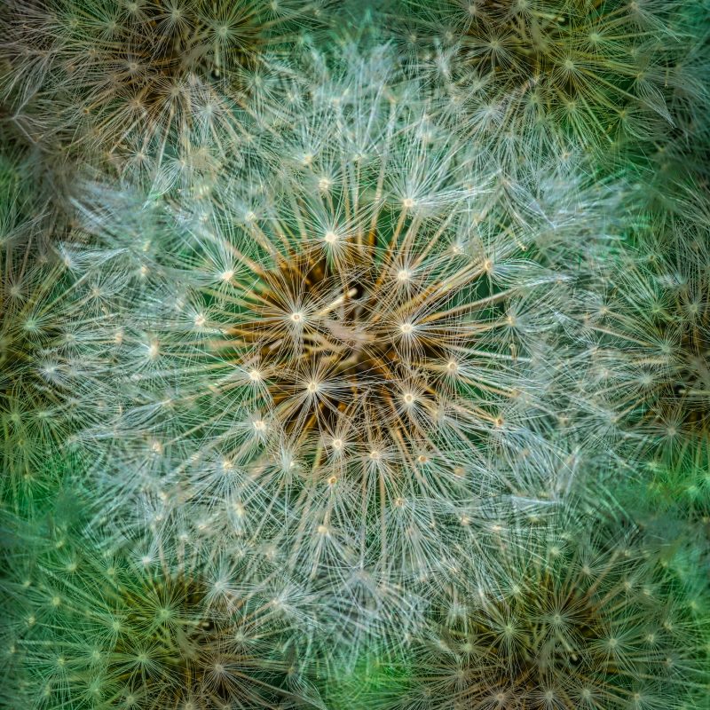 DigiFlower No 1 – Cosmic Dandelion