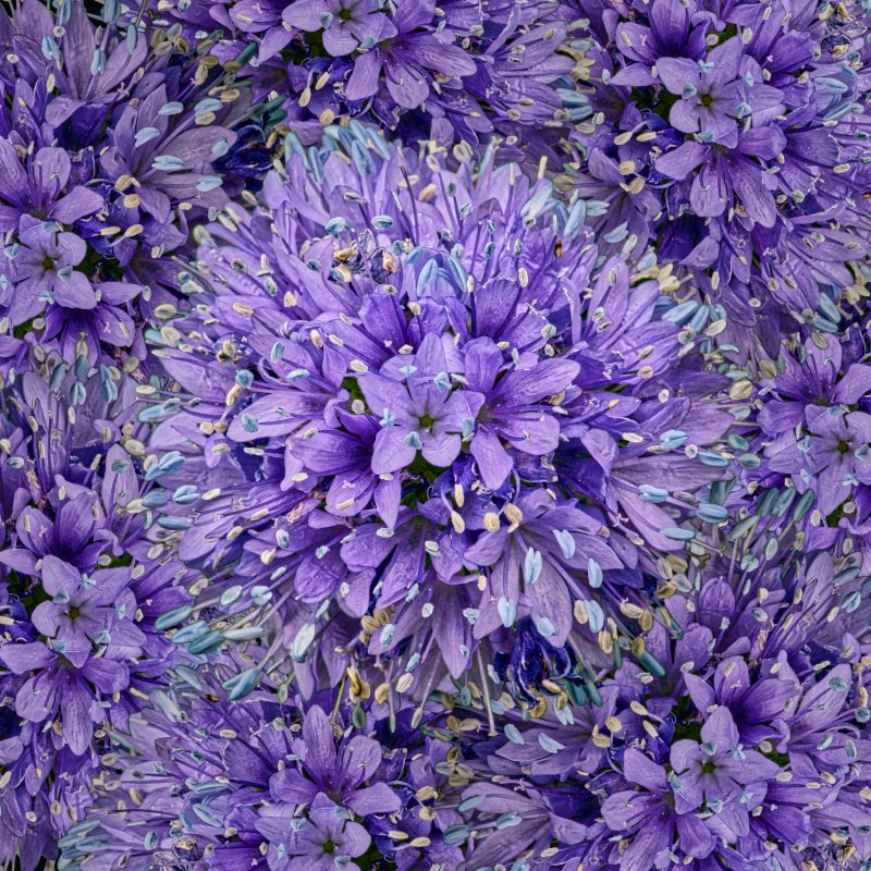 DigiFlower No 2 – Gilia Games