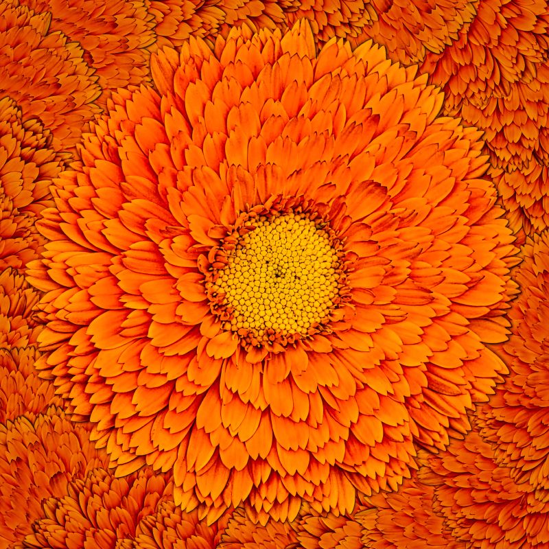 DigiFlower No 3 – Marigold Magic