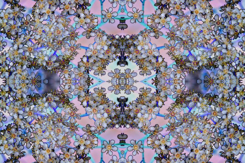 DigiFlower No 5 – Electric Photonia