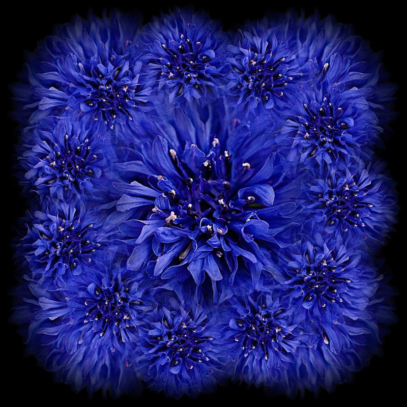 DigiFlower No 6 – Indigo Bluecap Blues