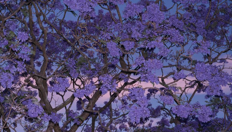 Sydney Sunset Jacarandas – No 1B – Discount Edition