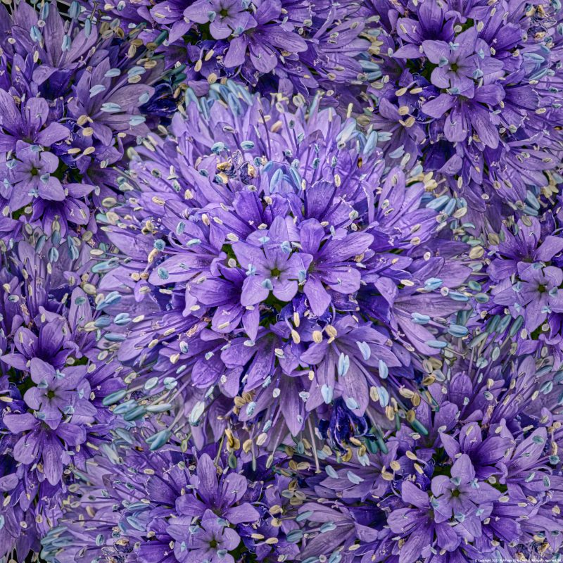 DigiFlower No 2B – Gilia Games – Discount Edition