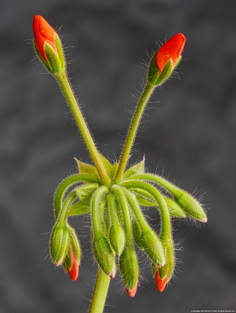 Freshest Buds & Blooms – Pelargonium No 2B – Discount Edition