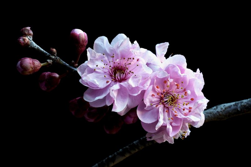 Plum Blossoms Ltd Ed Print