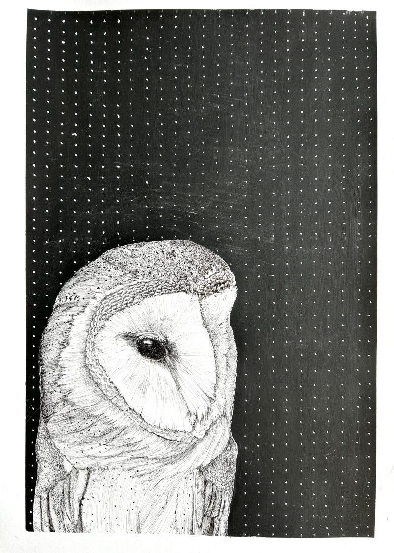 Barn owl