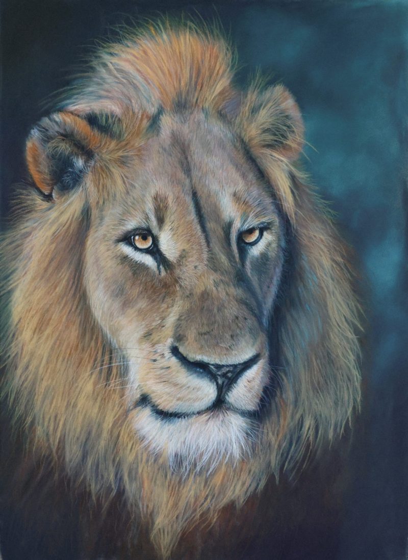 “HUNTER” Young Birmingham Male Lion