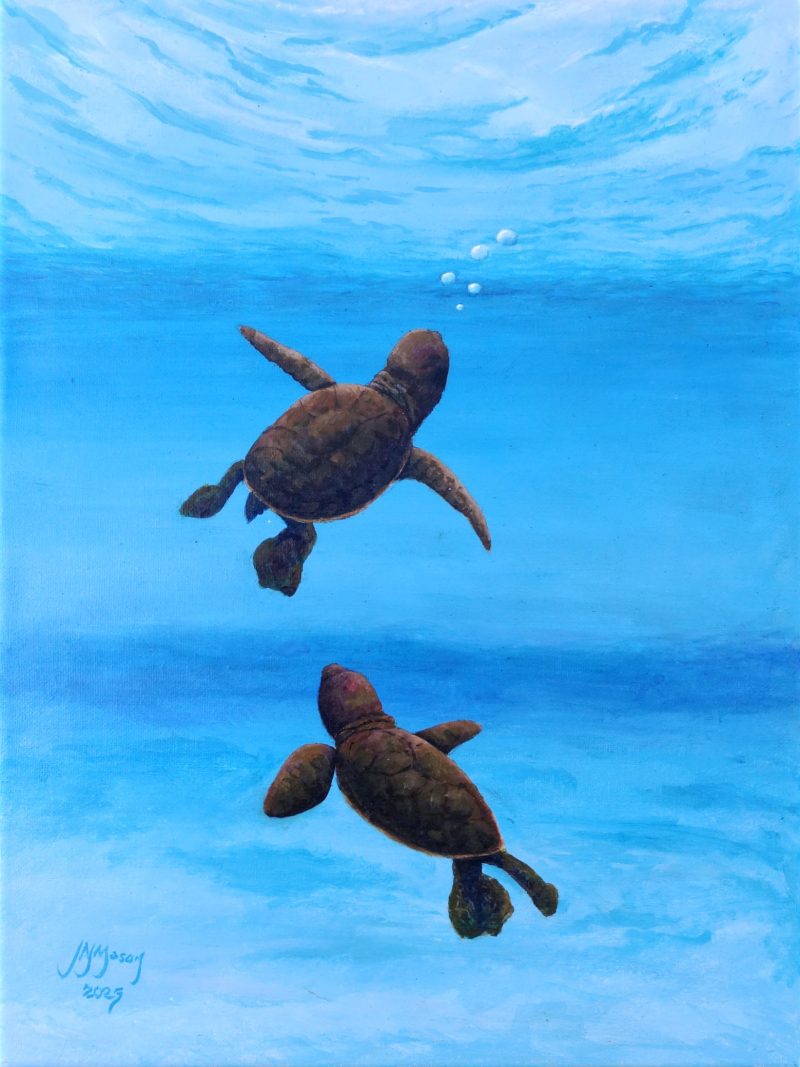 Sea Turtle Hatchlings