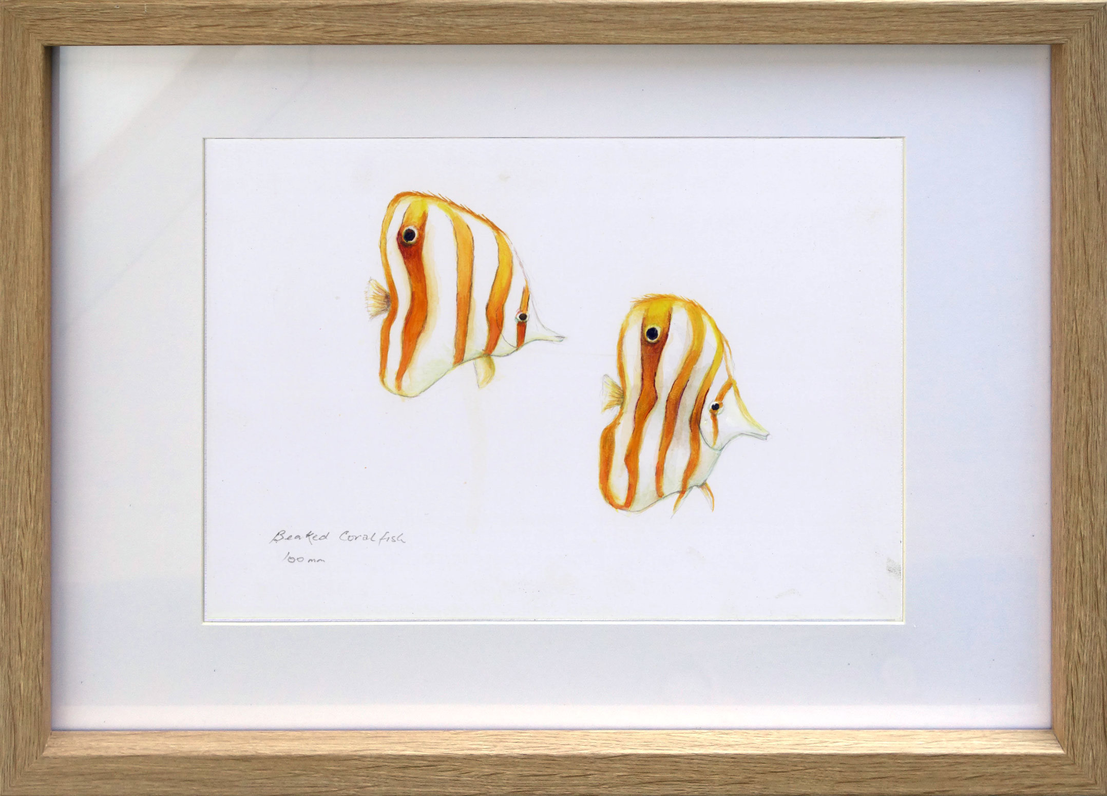 Beakedcoralfish2framed1550px