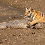 User 13973 Steve Farrimond 2025 09 06 T 04 53 16 791 Z Tadoba T2 Ffs.jpg