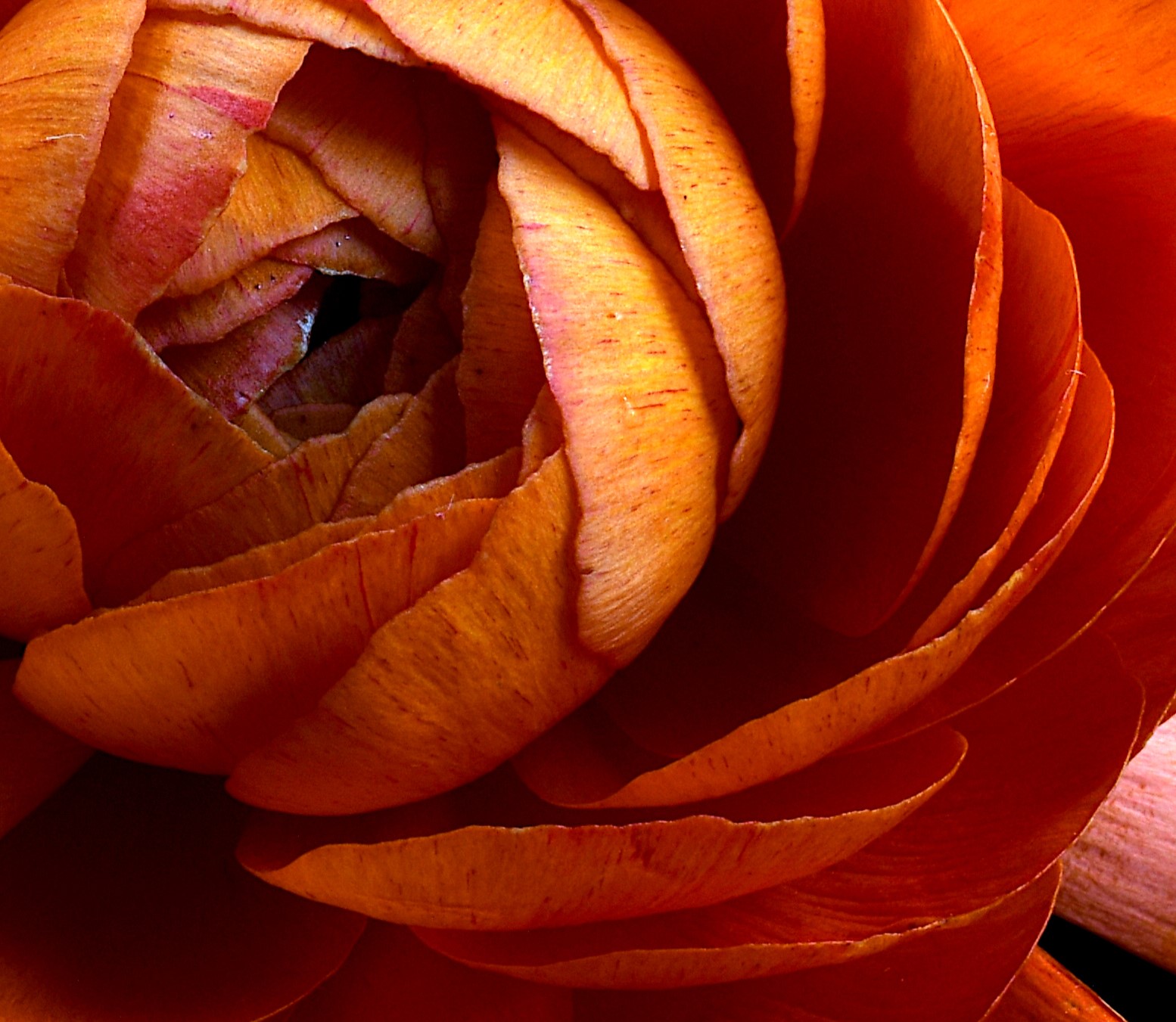 Orange Ranunculus Square Flower Artwork Botanical Wall Art Photography Print By Nadia Culph Crop
