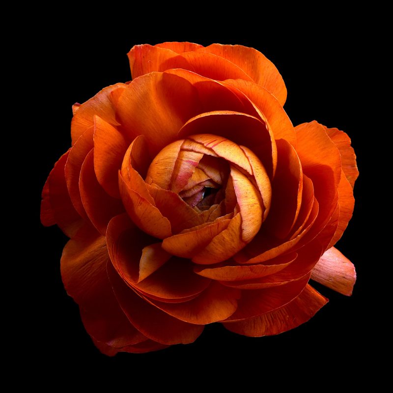 Orange Ranunculus Ltd Ed Print