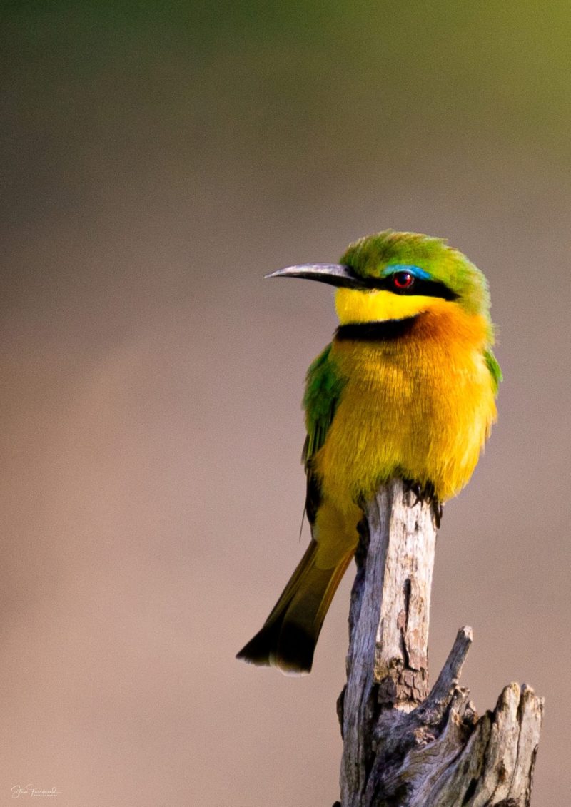 Little Bee Eater – Moremi Game Reserve Botswana
