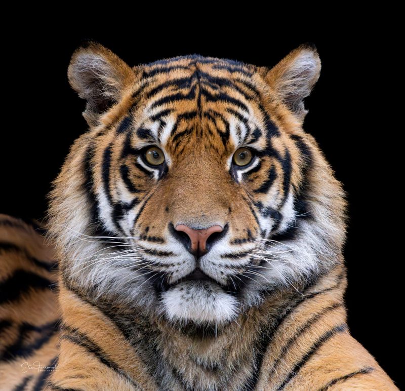 Sumatran Tiger – Ketambe