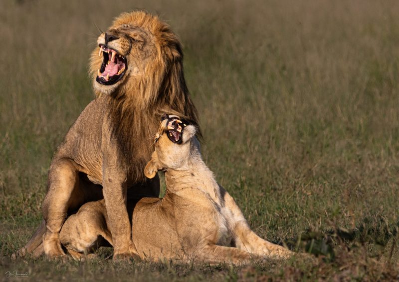 Lions – Afternoon Delight (Colour)