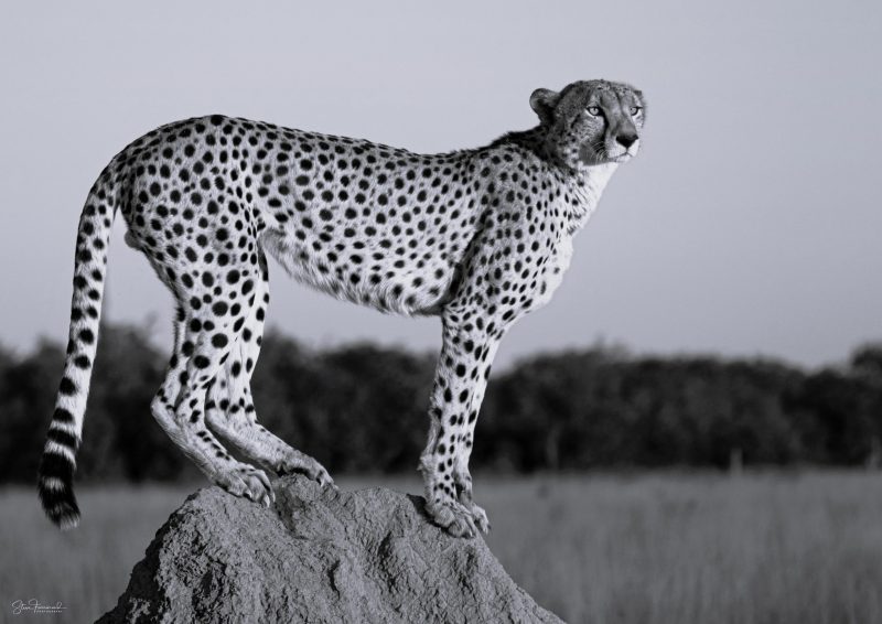 Cheetah – As the sun sets on Savuti Marsh (Mono)