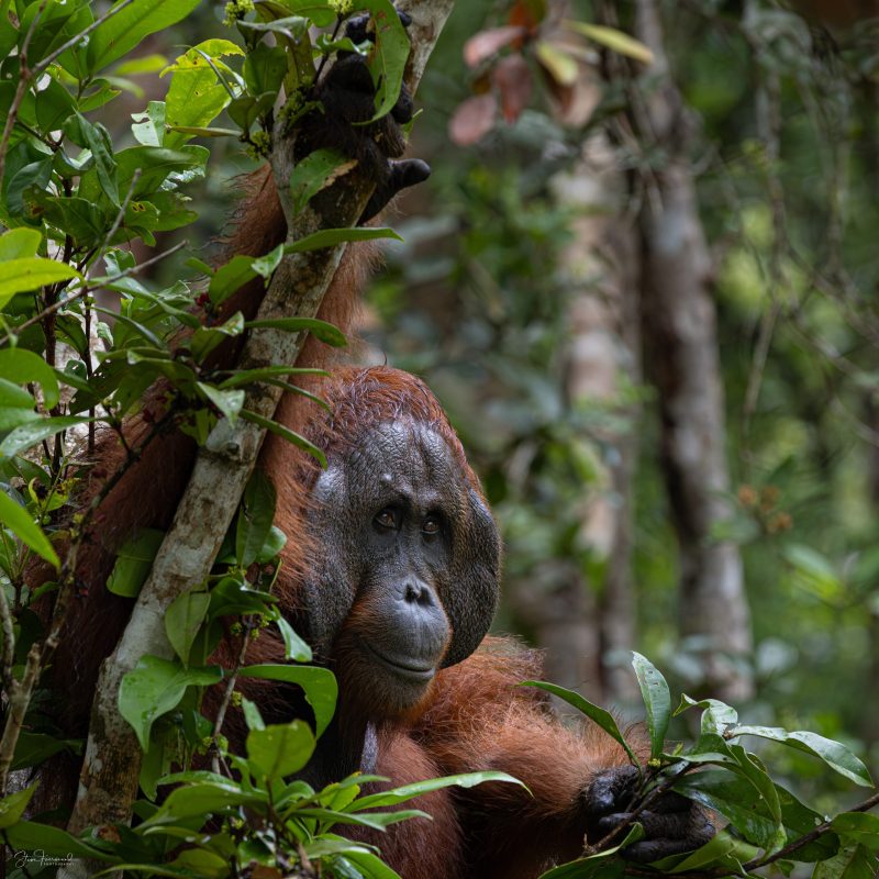 Orangutan “Aldo” – Indonesian Borneo