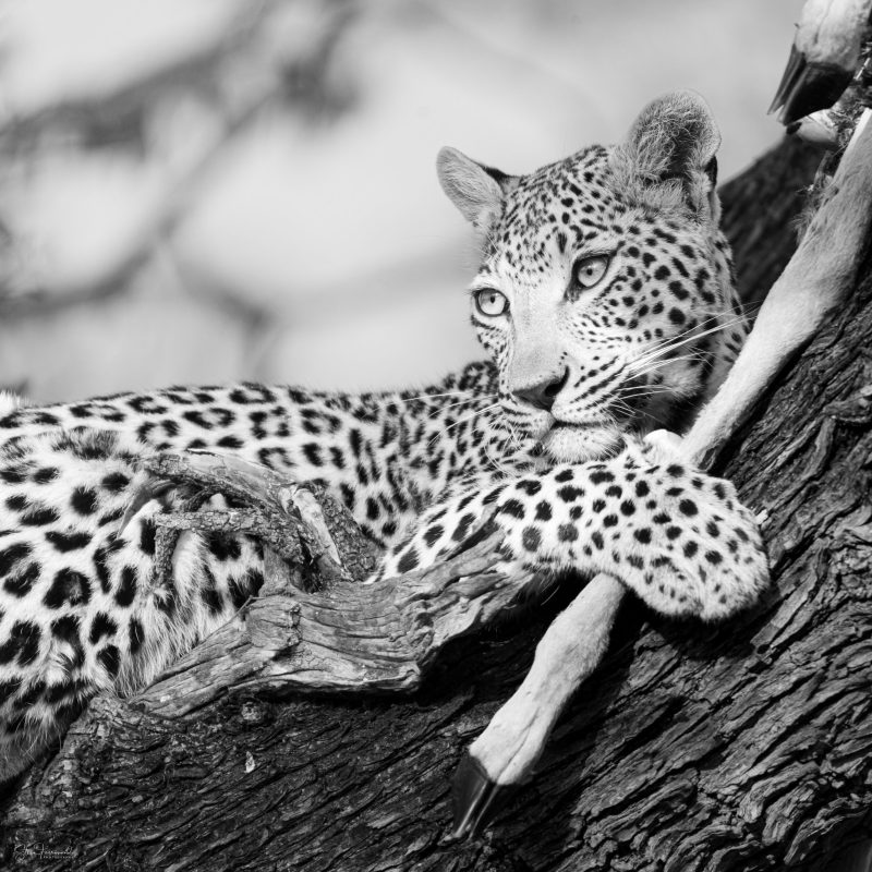 Leopard – Prize Possesion