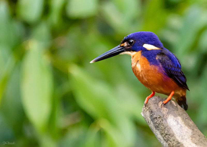 Azure – Daintree River QLD
