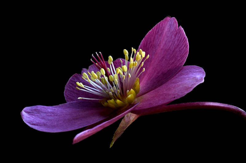 Hellebore Early Red Ltd Ed Print