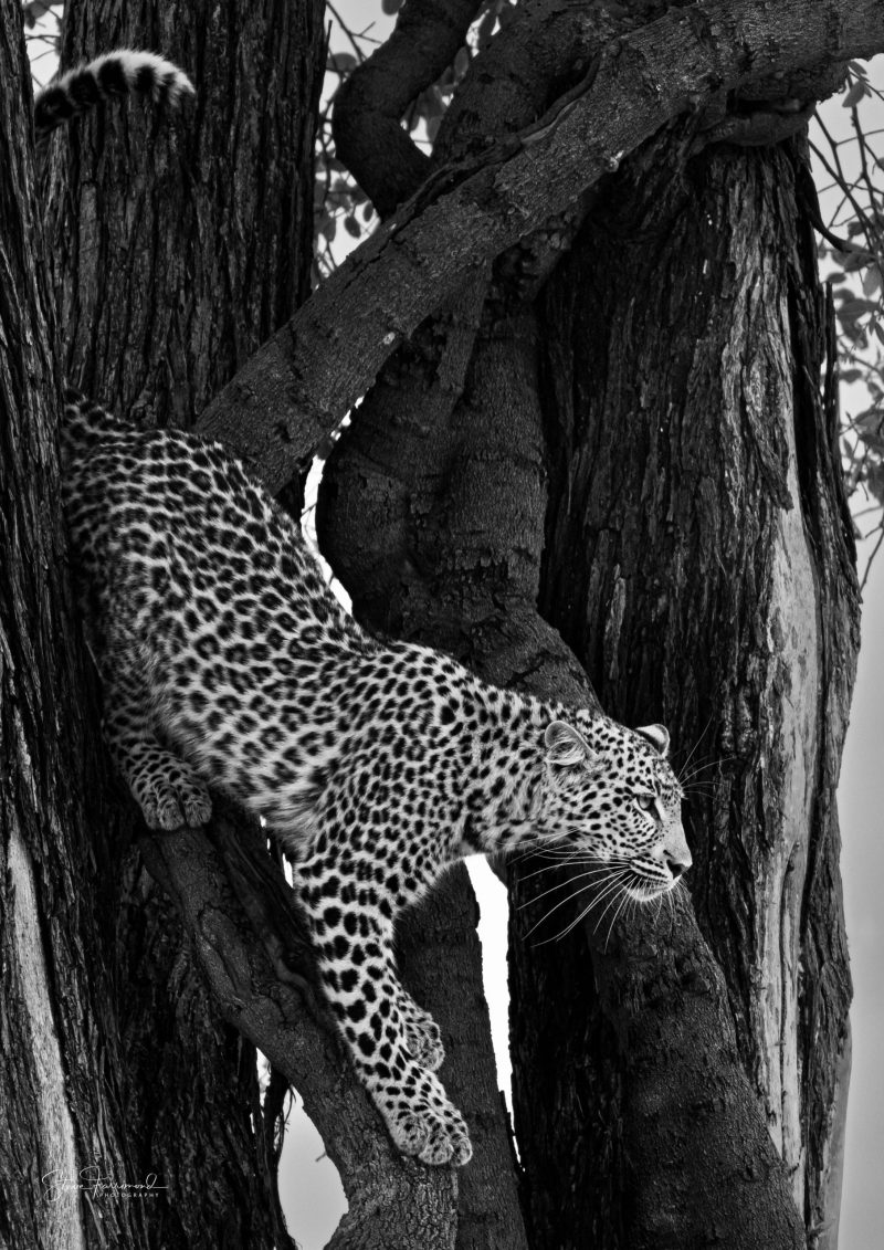Leopard “The Descent” – Okavango Delta Botswana
