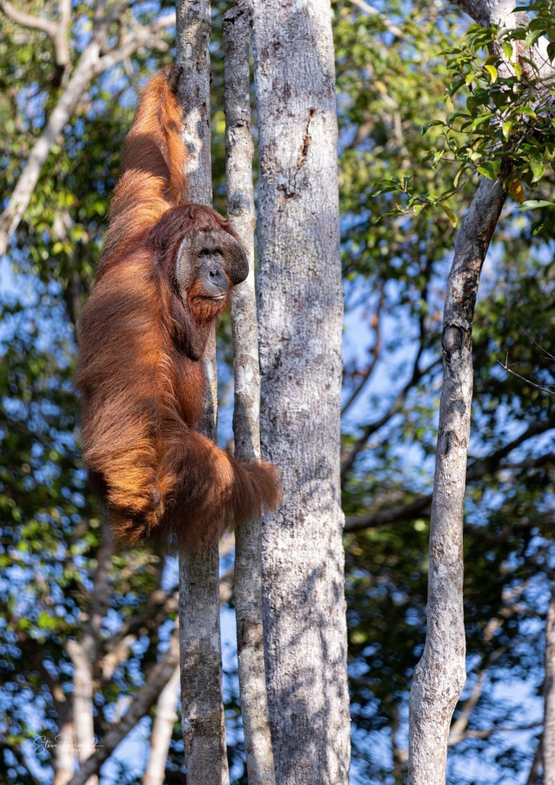 Orangutan “The Wild One” – Indonesian Borneo