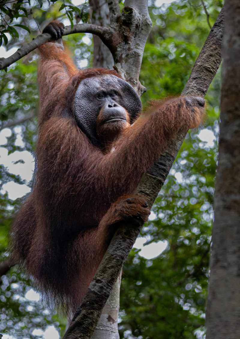 Orangutan “Roger” – Indonesian Borneo