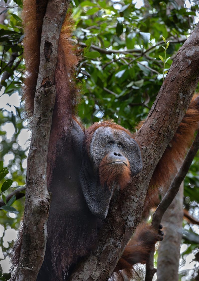 Orangutan “Roger II” – Indonesian Borneo