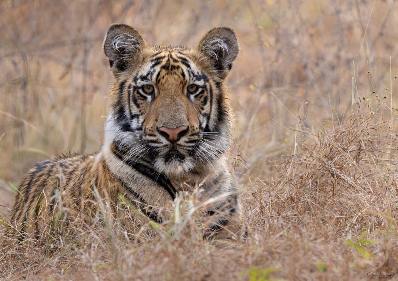 Tadoba Prince – Tadoba Andhari Tiger Reserve