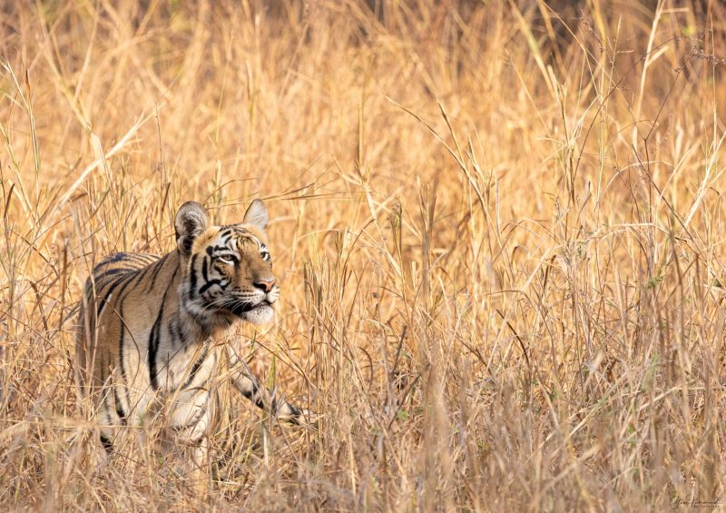 Tadoba Princess – Tadoba Andhari Tiger Reserve