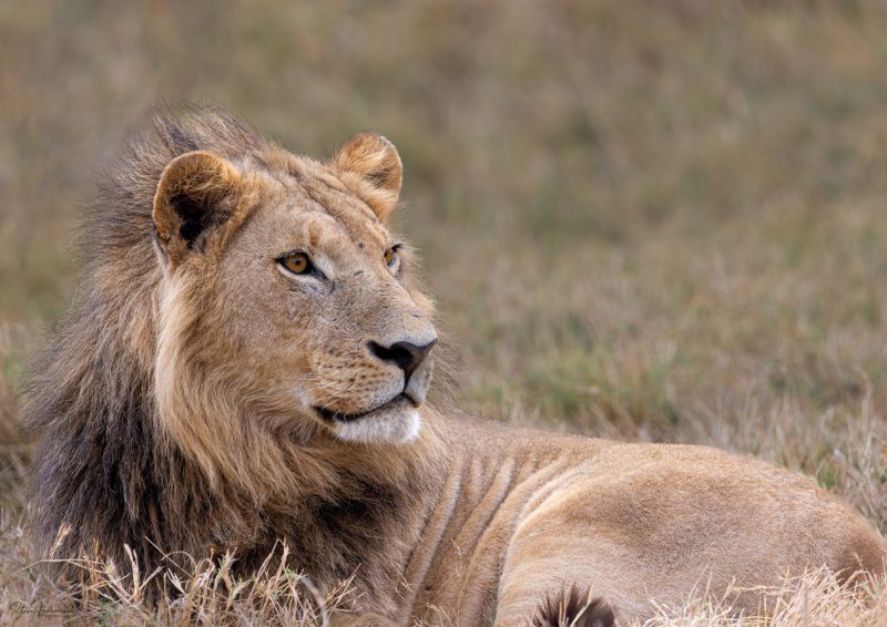 Eyes on the Prize – Okavango Delta Botswana