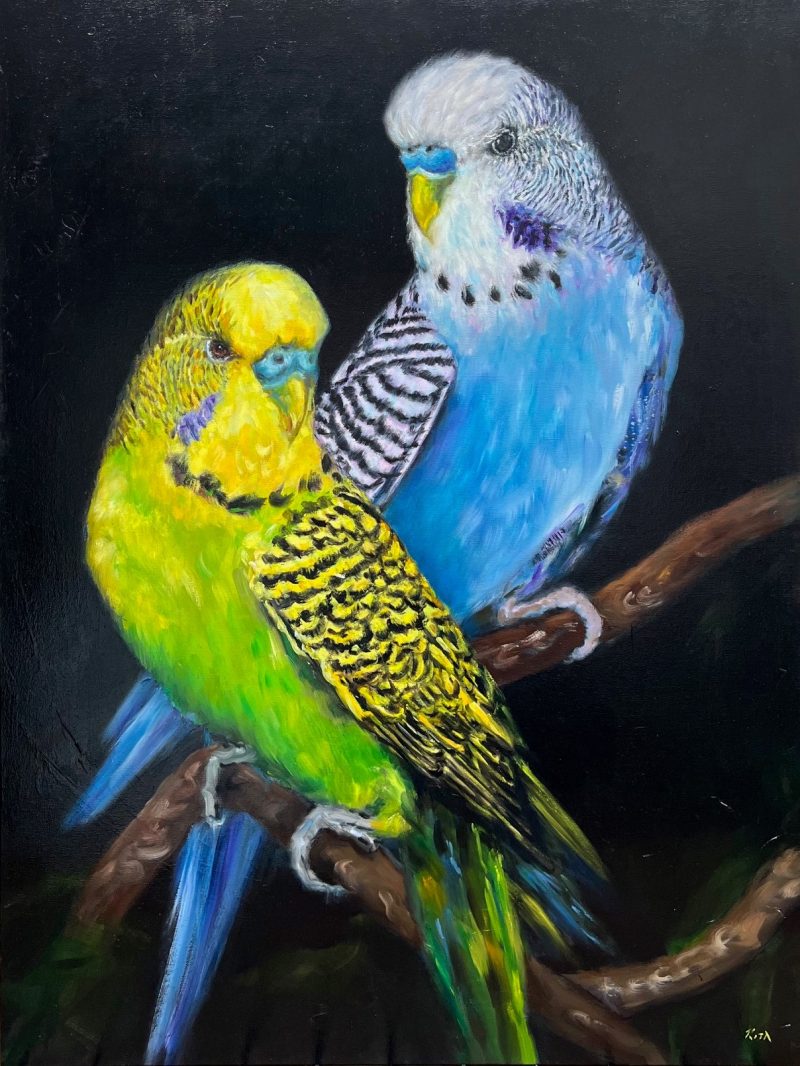 Budgie Brillance