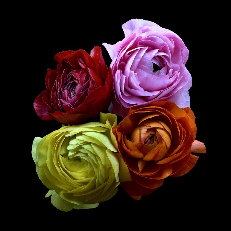 Four Ranunculi Ltd Ed Print