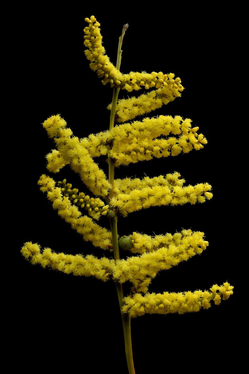 Acacia Longifolia Ltd Ed Print